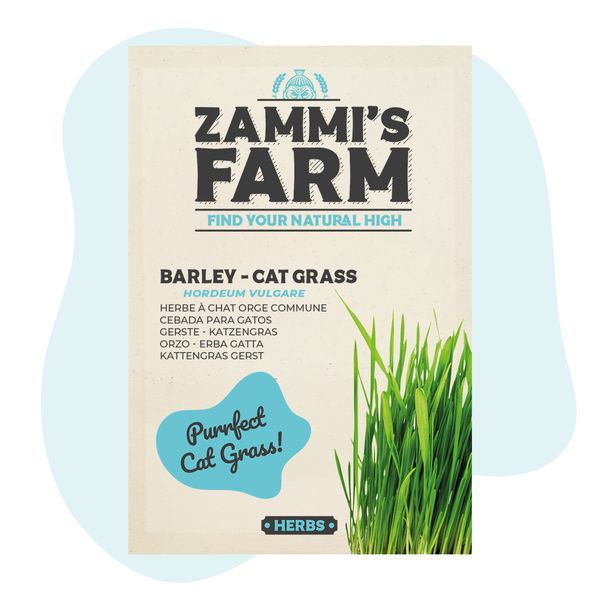 Ječmen – tráva pro kočky (Hordeum vulgare), semena