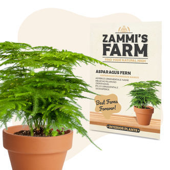 Chřest hustokvět&yacute; (Asparagus plumosus Nanus) &ndash; semena