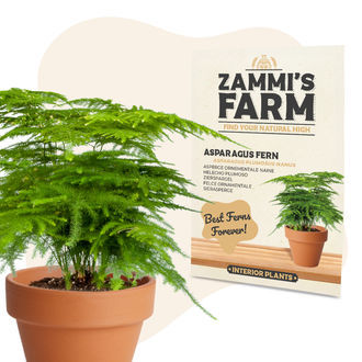 Chřest hustokvět&yacute; (Asparagus plumosus Nanus) &ndash; semena