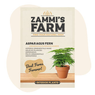 Chřest hustokvětý (Asparagus plumosus Nanus) – semena