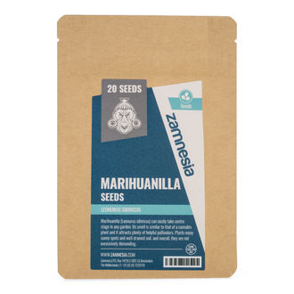 Semena marihuanilly (Leonurus sibiricus)