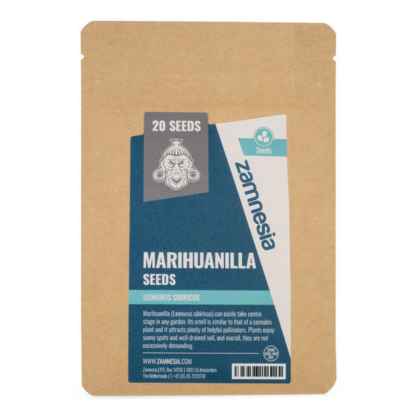 Semena marihuanilly (Leonurus sibiricus)