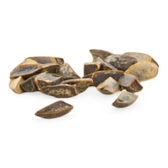 Semena wild daggy (Leonotis leonurus)