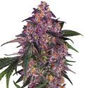 Sensi Purple Kush (Sensi Seeds) feminizovaná