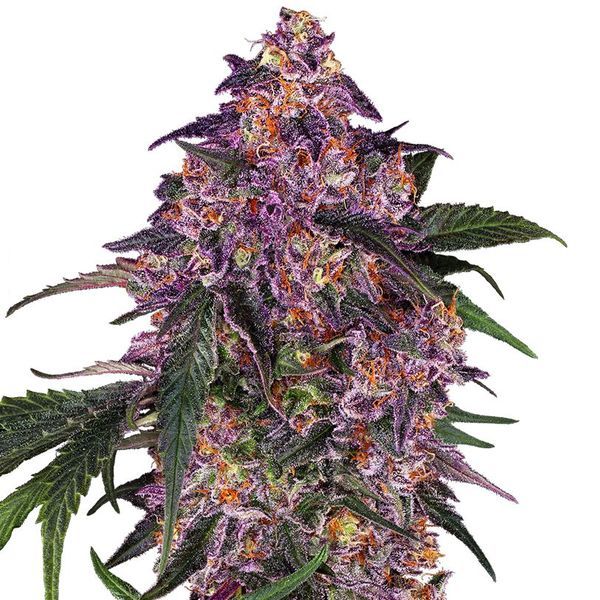 Sensi Purple Kush (Sensi Seeds) feminizovaná