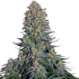 Blue Skunk (Sensi Seeds) feminizovan&aacute;