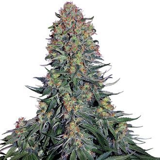 Blue Skunk (Sensi Seeds) feminizovan&aacute;