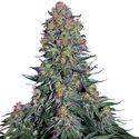Blue Skunk (Sensi Seeds) feminizovaná