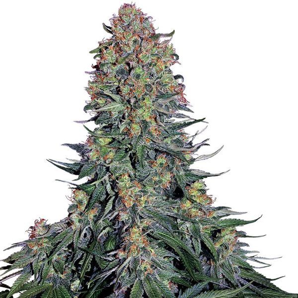 Blue Skunk (Sensi Seeds) feminizovaná