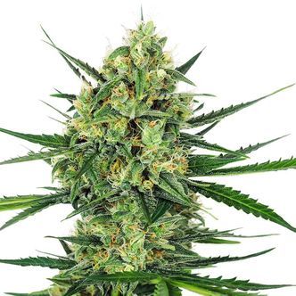 Tangerine Sugar (Sensi Seeds) feminizovan&aacute;