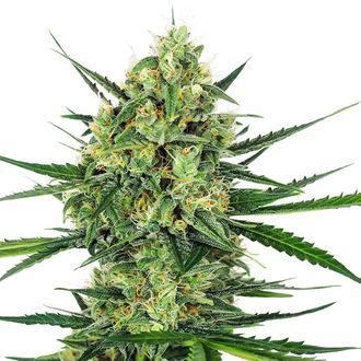 Tangerine Sugar (Sensi Seeds) feminizovan&aacute;