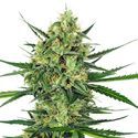 Tangerine Sugar (Sensi Seeds) feminizovaná
