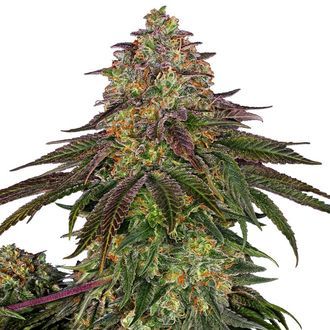 Sweet Cherry Kush (Sensi Seeds) feminizovan&aacute;