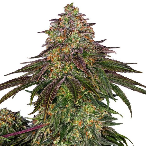 Sweet Cherry Kush (Sensi Seeds) feminizovaná