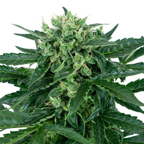 Sensi Amnesia Samonakvétací (Sensi Seeds) feminizovaná