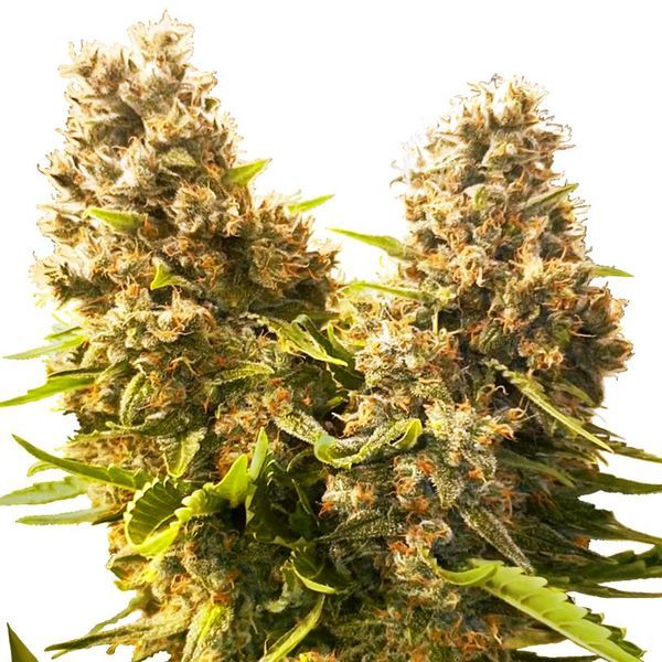 Banana Kush Cake Samonakvétací (Sensi Seeds) feminizovaná