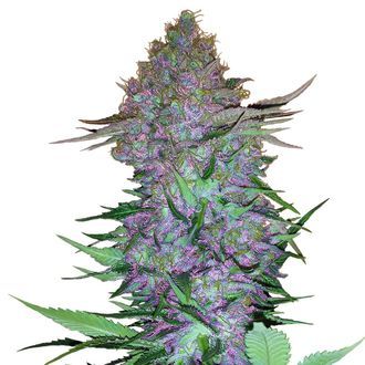 Purple Skunk Samonakv&eacute;tac&iacute; (Sensi Seeds) feminizovan&aacute;