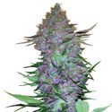 Purple Skunk Samonakvétací (Sensi Seeds) feminizovaná