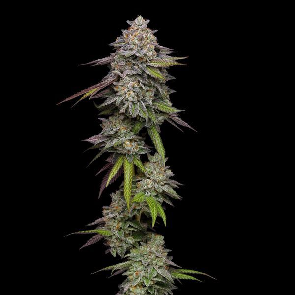Double Stack (Compound Genetics) feminizovaná