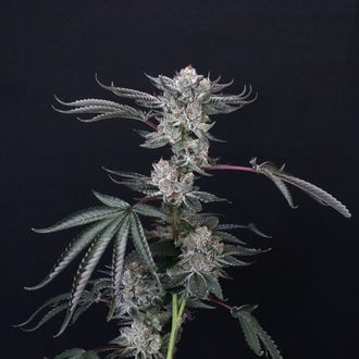 Luxar-Dos (Compound Genetics) feminizovan&aacute;