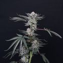 Luxar-Dos (Compound Genetics) feminizovaná