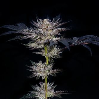 Slipstream (Compound Genetics) feminizovan&aacute;