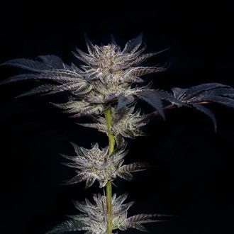 Slipstream (Compound Genetics) feminizovan&aacute;