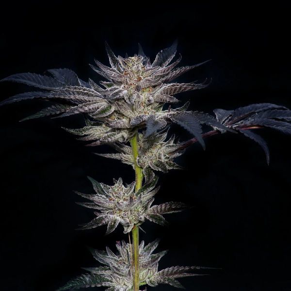 Slipstream (Compound Genetics) feminizovaná