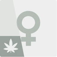 Feminizovaná semena konopí