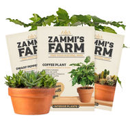 Semena pokojov&yacute;ch rostlin