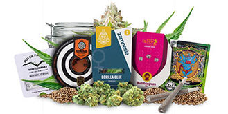 Top 5 feminizovan&yacute;ch semen konop&iacute;