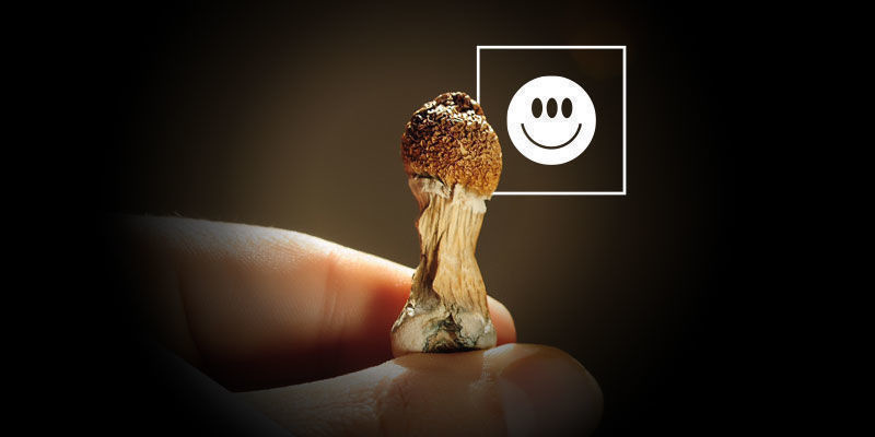 Are Psilocybe Cubensis Potent?