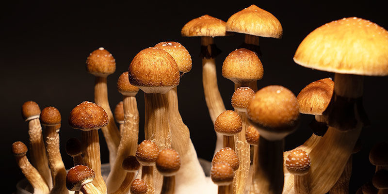 Pěstov&aacute;n&iacute; Psilocybe cubensis
