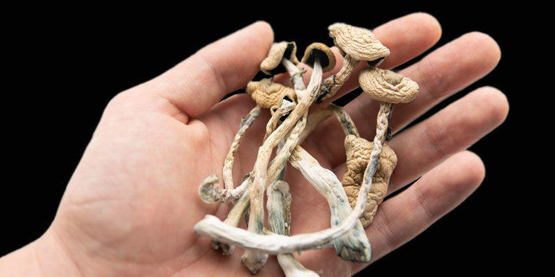 Různ&eacute; odrůdy