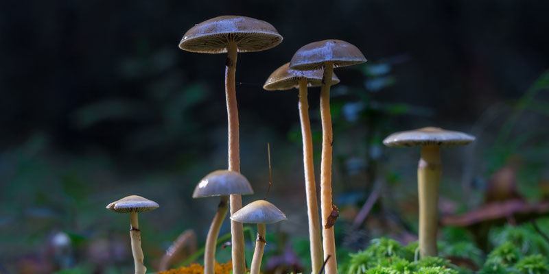 Psilocybe Cubensis: Dar př&iacute;rody