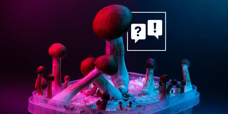 Psilocybe cubensis: Ot&aacute;zky a odpovědi