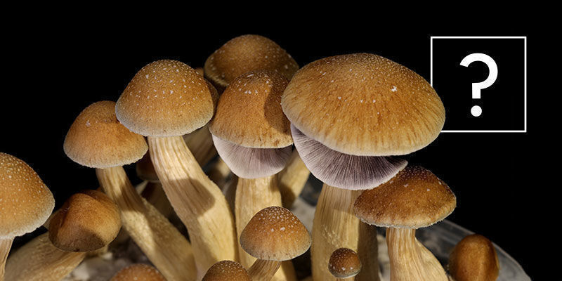 Co jsou houby Psilocybe cubensis?