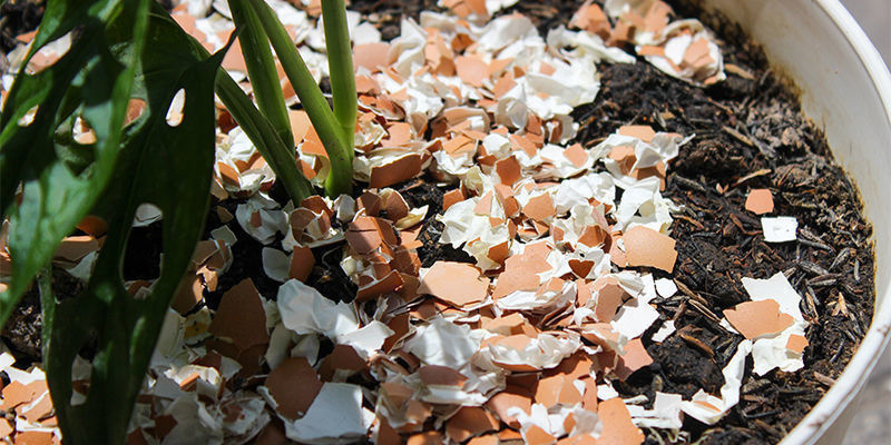 Co dělat a nedělat při dom&aacute;c&iacute; v&yacute;robě hnojiva na konop&iacute;