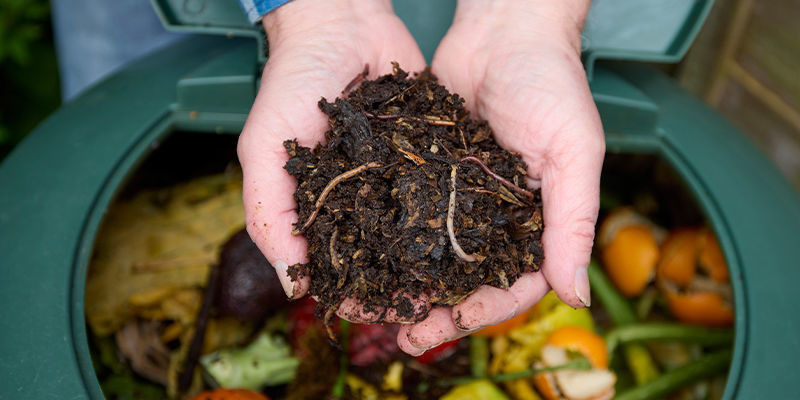 Proč si vyr&aacute;bět vlastn&iacute; hnojivo na konop&iacute;?