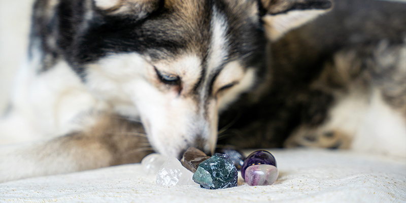 Crystals and pets