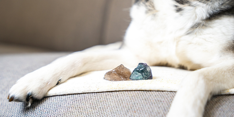 Gemstone pawsitivity: Get the most out of your crystals