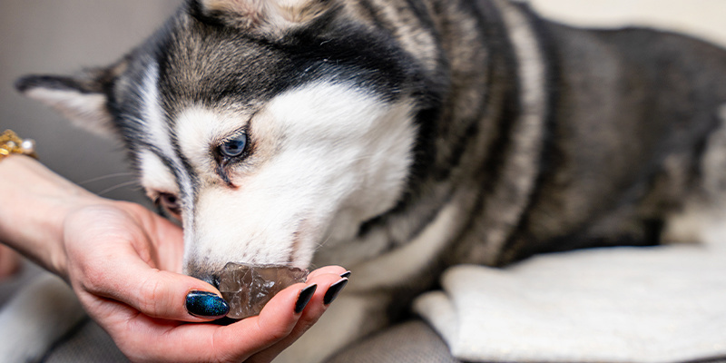 Drahokamy pro va&scaron;e chlupat&eacute; př&aacute;tele