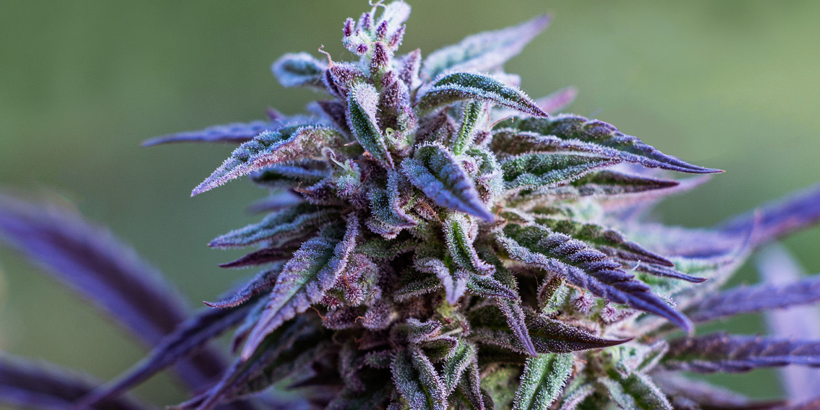 Klasick&eacute; odrůdy v cukrov&eacute; polevě: Sweet-Topia