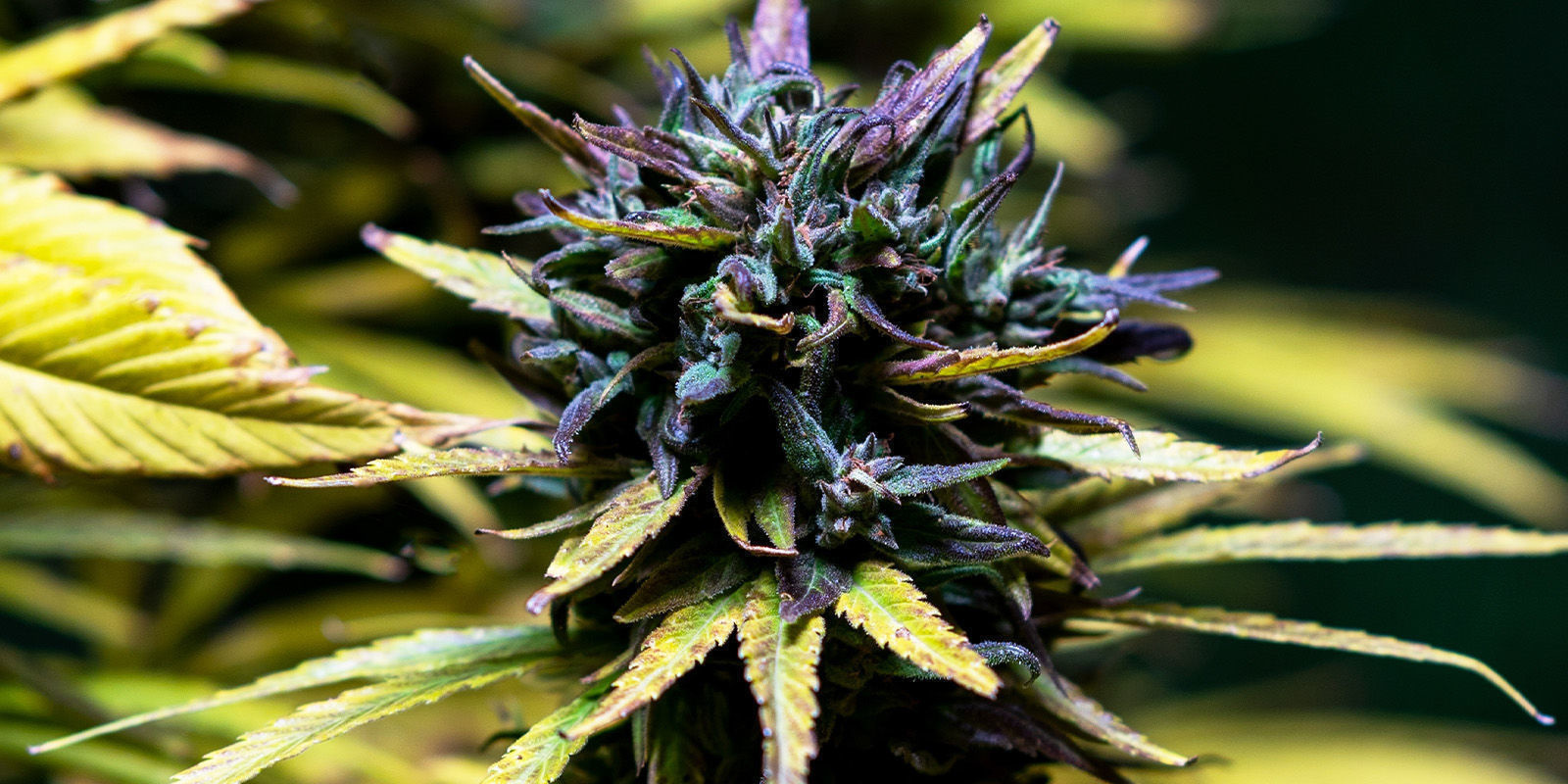 Dopřejte si ty nejvybraněj&scaron;&iacute; chutě se Sweet-Topi&iacute;