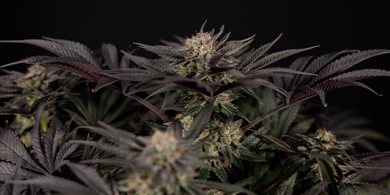 Vyvracen&iacute; těch nej&scaron;&iacute;leněj&scaron;&iacute;ch m&yacute;tů o tr&aacute;vě