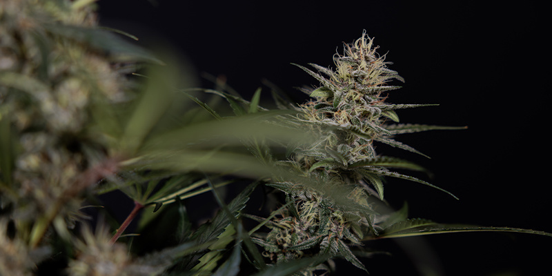 F&aacute;ze květu (5.&ndash;10.+ t&yacute;den)