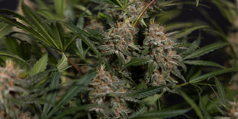 Growing medium matters: Understanding organic substrates