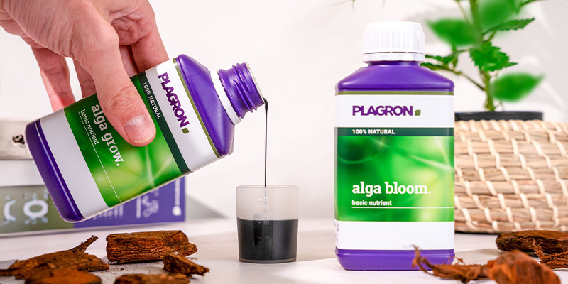 Vegetativn&iacute; f&aacute;ze (t&yacute;dny 2&ndash;5)