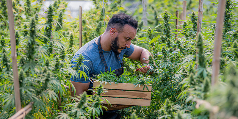 Proč je organick&eacute; pěstov&aacute;n&iacute; u konop&iacute; tak důležit&eacute;