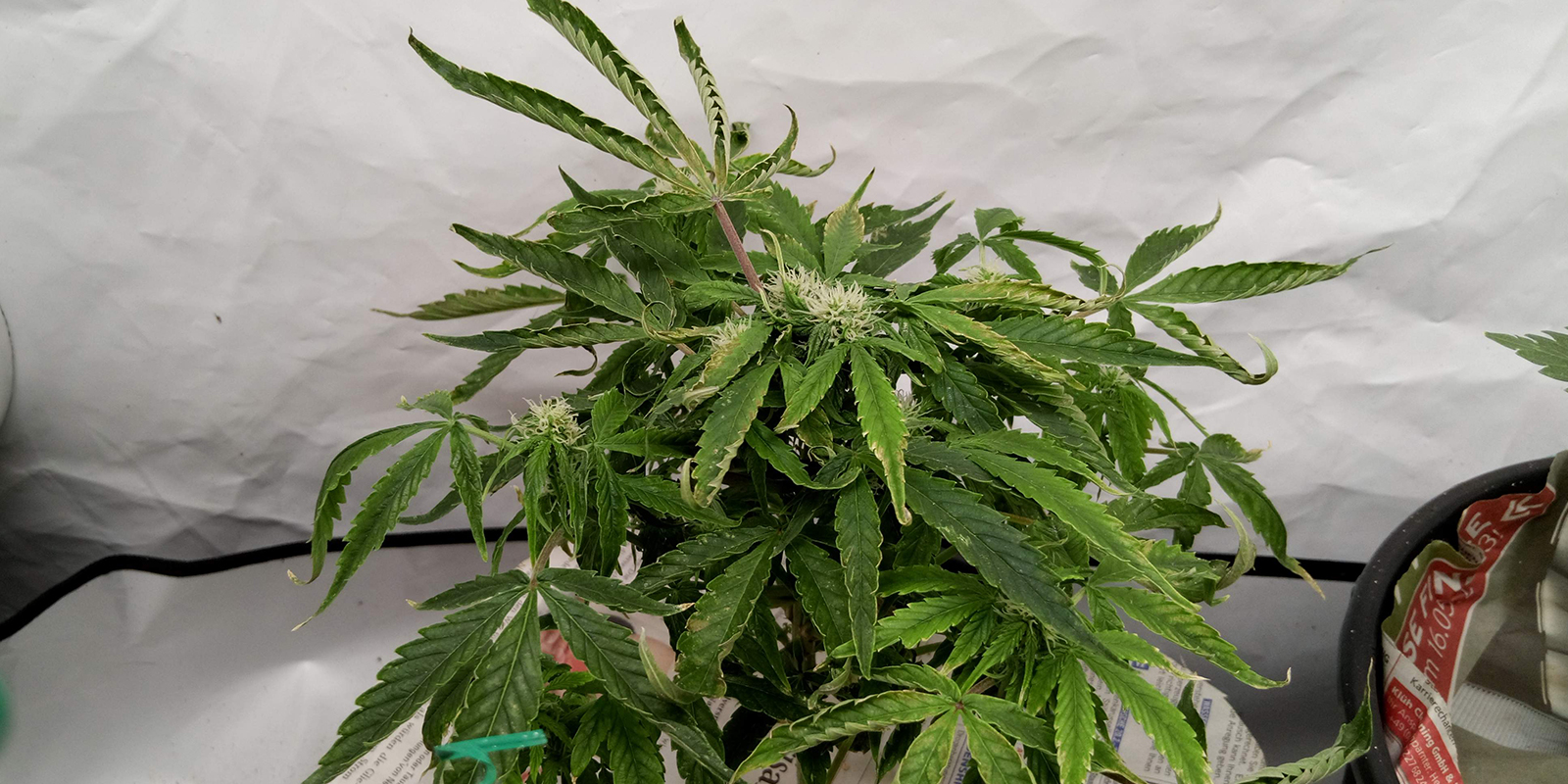 2. Observe the whole plant